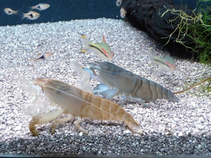 Crevettes Vampire