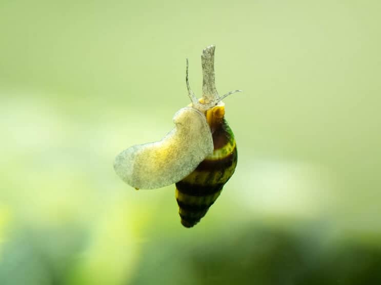 Escargot assassin
