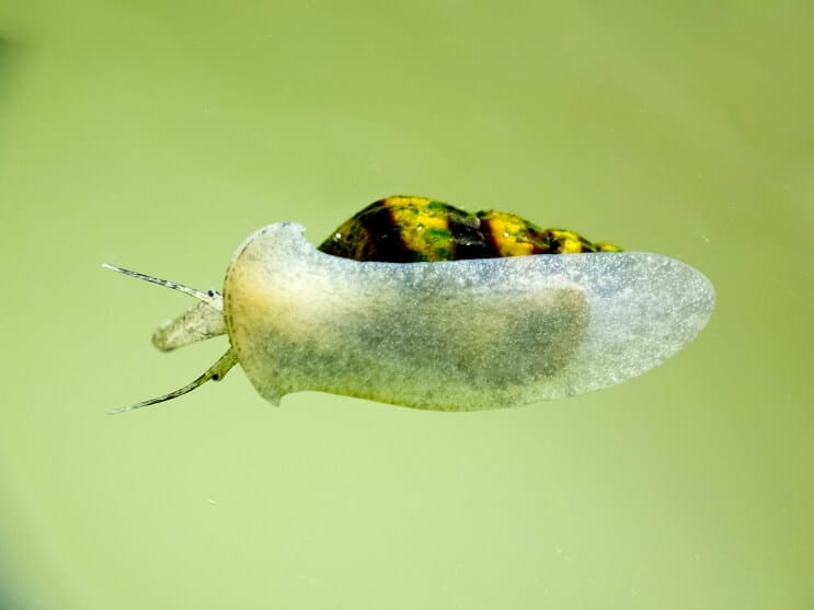 Escargot assassin dans l'aquarium