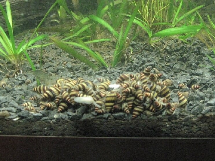 Élevage d'escargots assassins