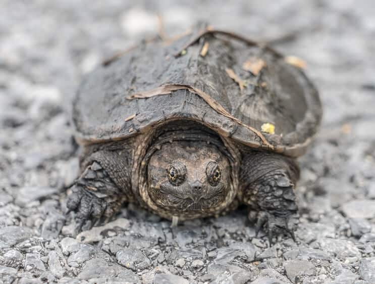 Un bébé tortue serpentine