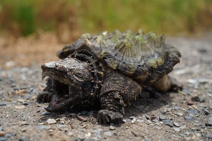Tortue serpentine alligator