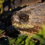 Tortue serpentine