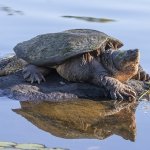 Tortue serpentine sur rocher
