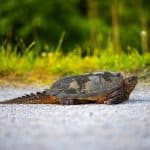 Tortue serpentine commune