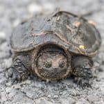 Un bébé tortue serpentine