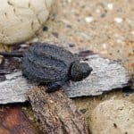 Bébé tortue serpentine