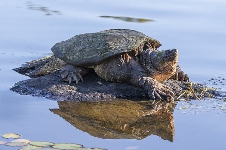 Tortue serpentine sur rocher