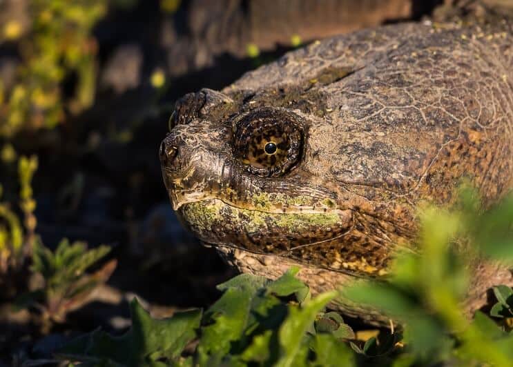 Tortue serpentine