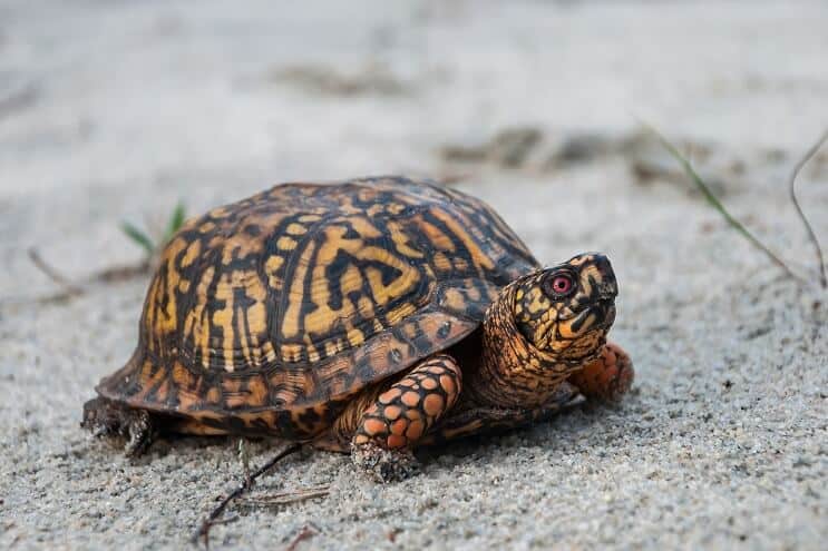 Apparence de la tortue-boîte de l'Est