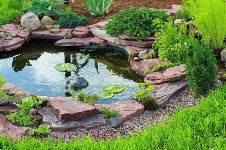 Habitat de la tortue-boîte de l'Est