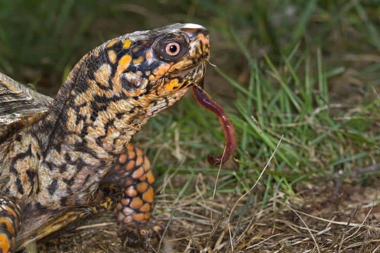 Régime de la tortue-boîte de l'Est