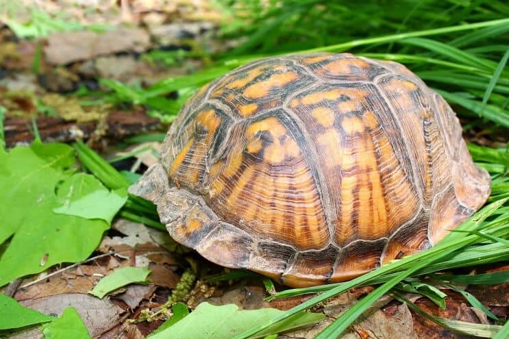 Cacher la tortue-boîte de l'Est