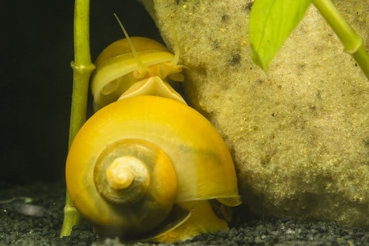 Combien de temps les escargots dorment-ils? Ce n’est pas ce que vous pensiez