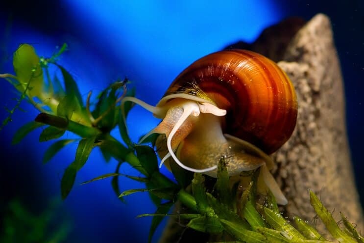 Escargot