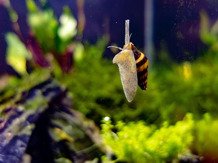 Escargot assassin
