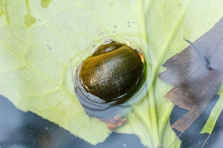 Escargot aux pommes
