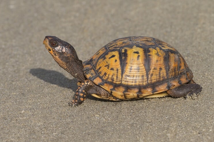 Tortue-boîte de l'Est