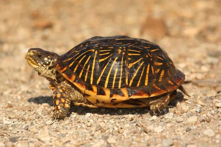 Tortue-boîte de l'Ouest