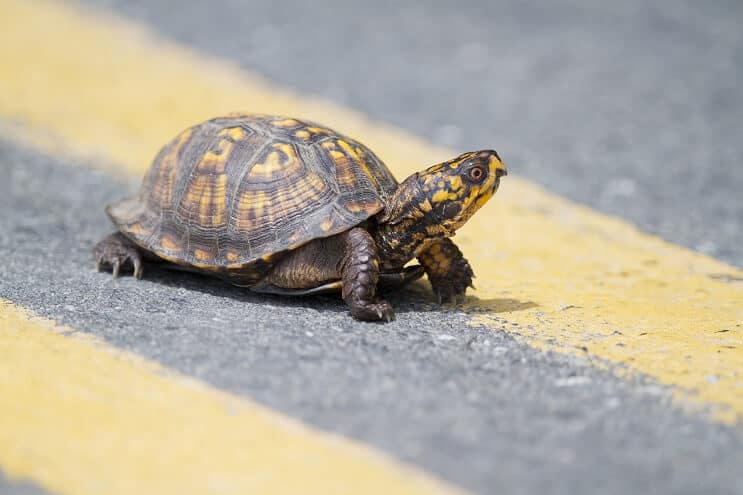 Soins des tortues en boîte