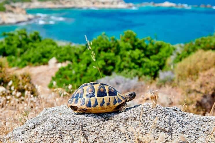 Tortue-boîte sur un rocher