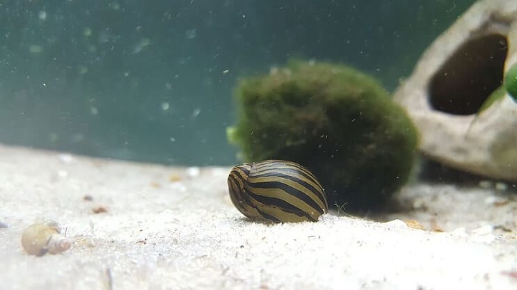 Escargot Zebra Nerite dans un réservoir