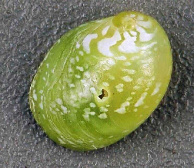 Escargot nérite émeraude