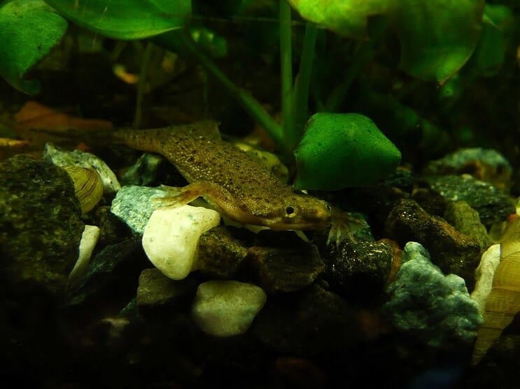Grenouille naine africaine en réservoir