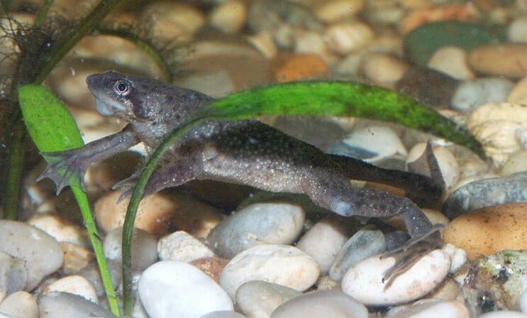 Jeune grenouille naine africaine mâle