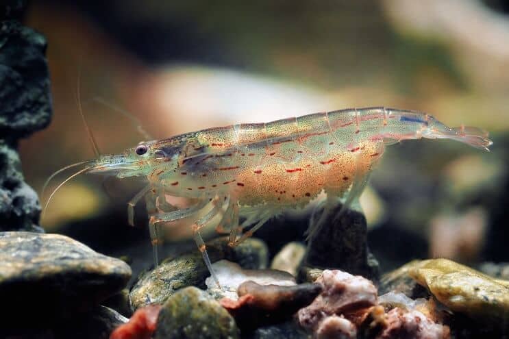 Crevette Amano Femelle