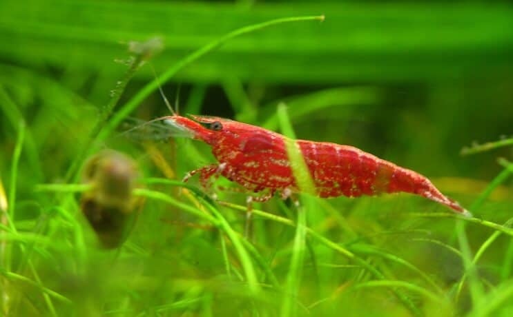 Crevettes cerises