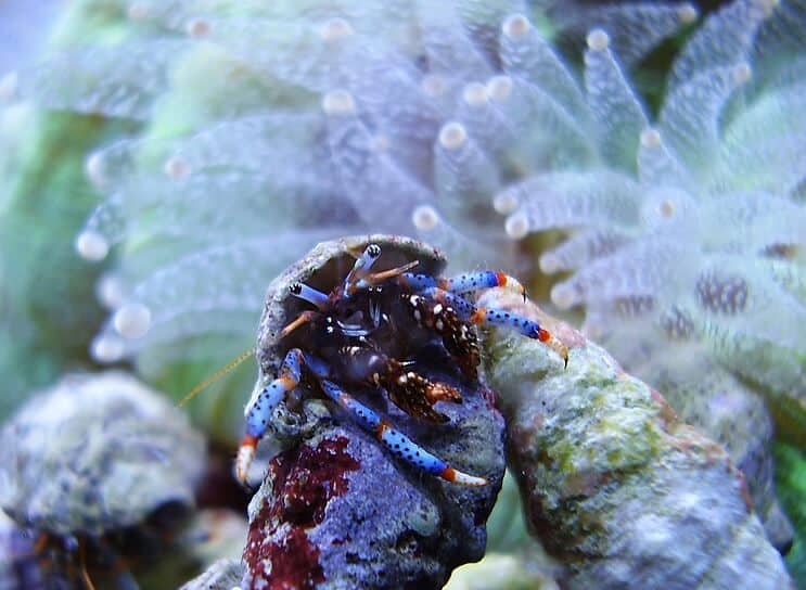 Le crabe ermite à pattes bleues