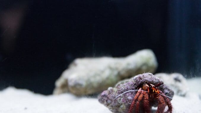 Débardeur Hermit Crab