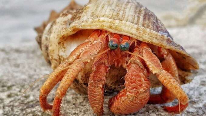 Apparence du crabe ermite