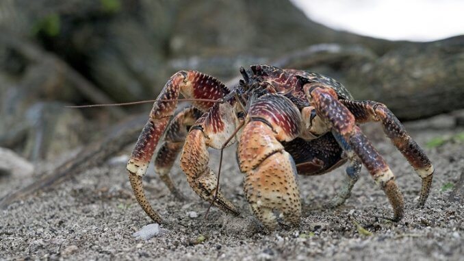 Le crabe de noix de coco