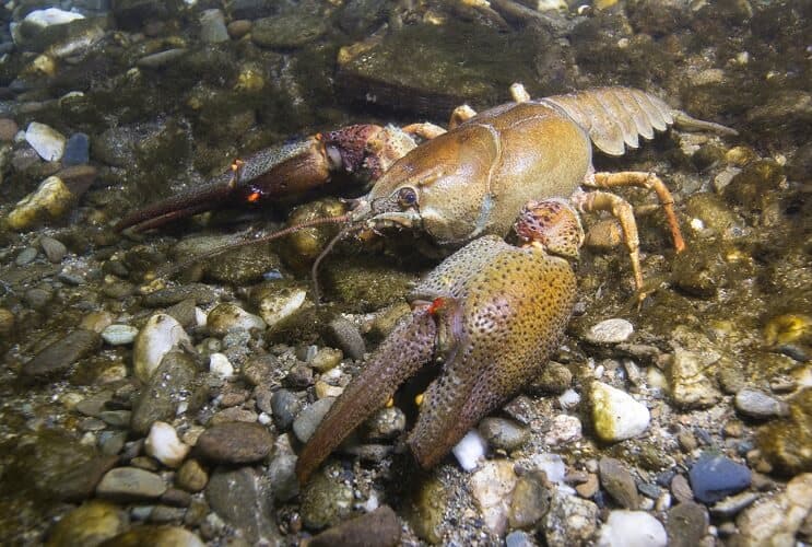Écrevisses dans leur habitat naturel
