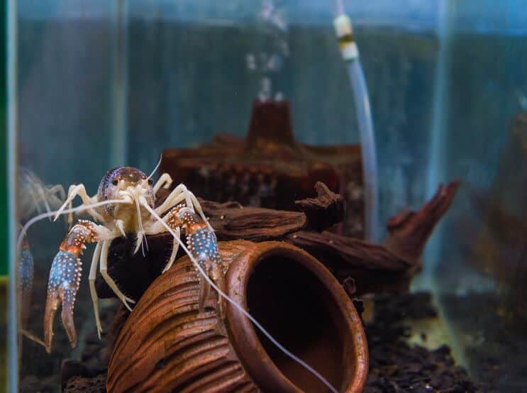 Écrevisses dans l'aquarium