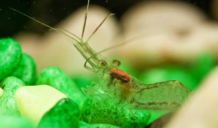 Crevettes fantômes