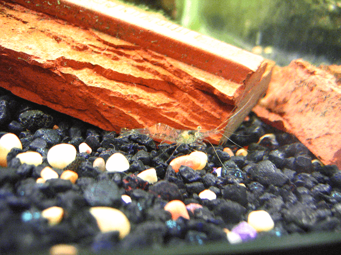 Crevettes fantômes
