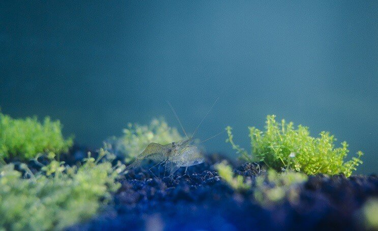 Crevettes fantômes dans l'aquarium
