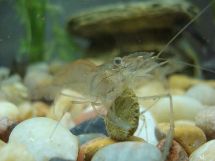 Manger des crevettes fantômes