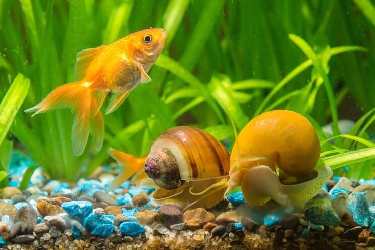 Escargots dans l'aquarium