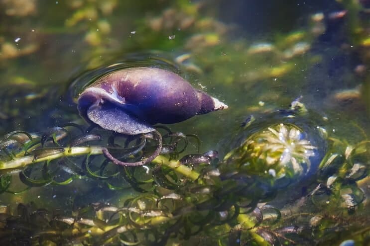 Escargot d'étang