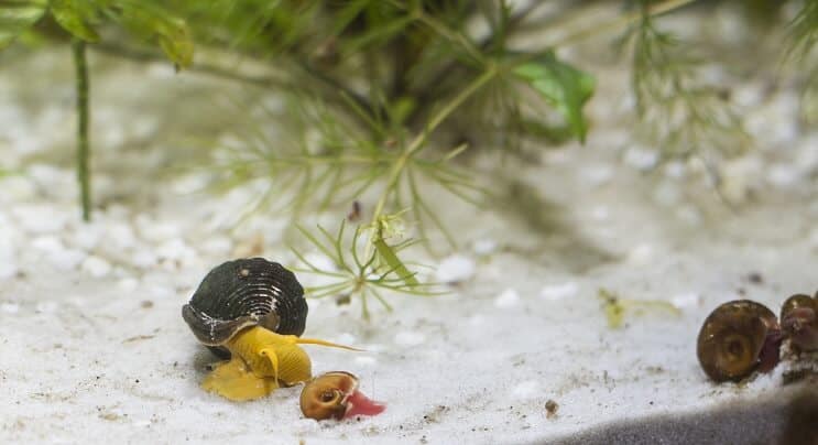 Escargots