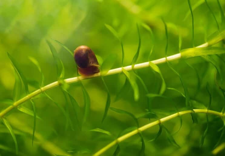 Bébé escargot