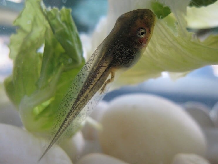 Têtard dans un aquarium