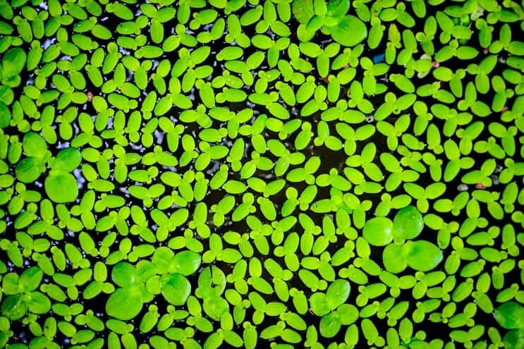 Lentilles d'eau