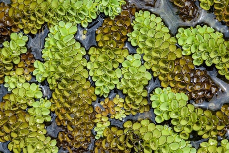 Watermoss flottant