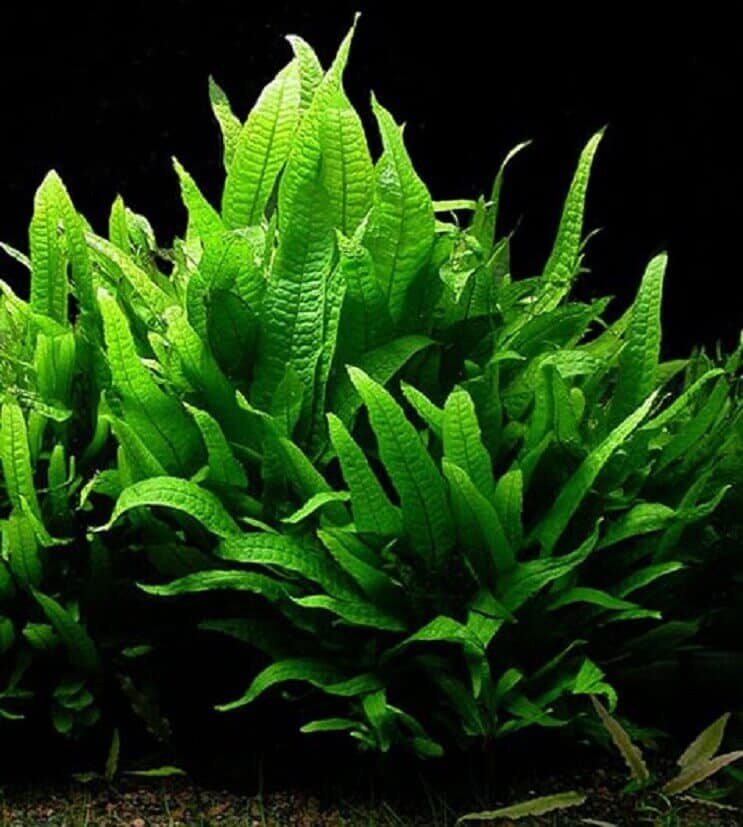 30+ meilleures plantes d'aquarium à faible luminosité: entretien facile, tapis et plus ...