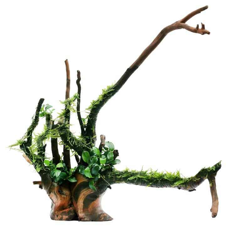 Anubias Nana et Java Moss